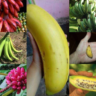 Cây giống chuối bơm cấy mô (CÂY GIỐNG NAM TÂY NGUYÊN)