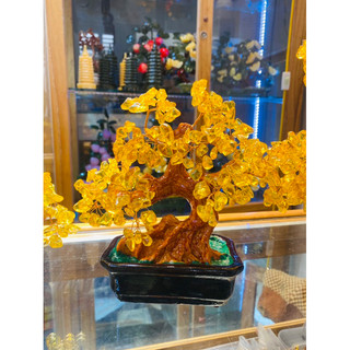 Cây Thạch Anh thiên nhiên