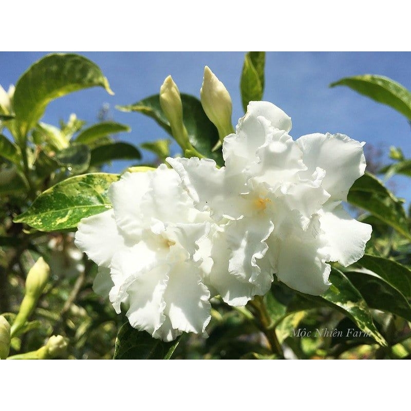 Hoa Lài tây cánh kép đang có nụ