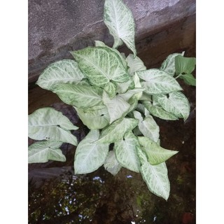 Cây trầu bà trồng thủy sinh