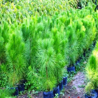 Cây giống thông caribe[