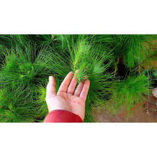 CÂY GIỐNG THÔNG CARIBE[ (CÂY GIỐNG NAM TÂY NGUYÊN)