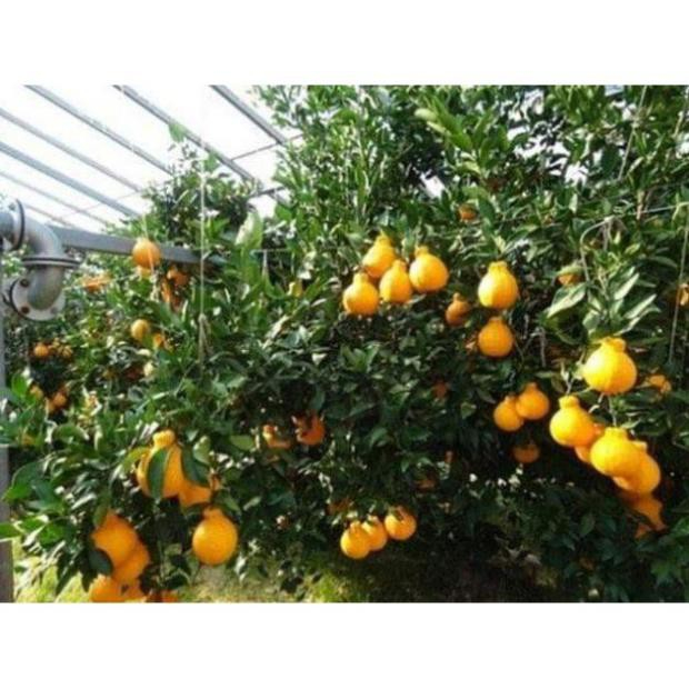 Cây giống Cam Dekopon