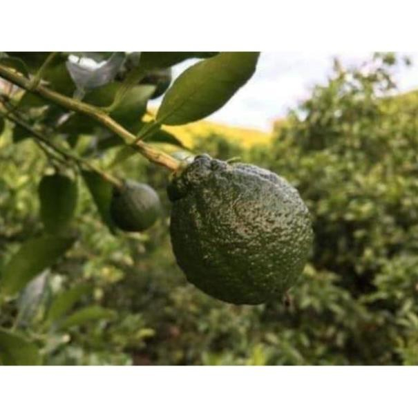 Cây giống Cam Dekopon