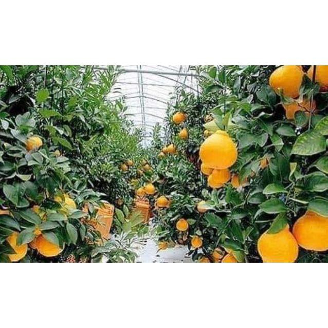 Cây giống Cam Dekopon