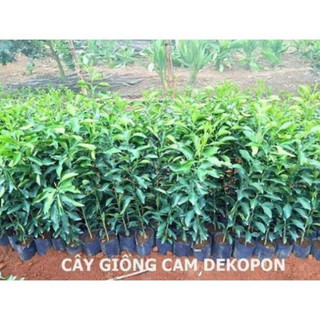 Cây giống Cam Dekopon (hay còn gọi Cam Sumo)(CÂY GIỐNG NAM TÂY NGUYÊN)