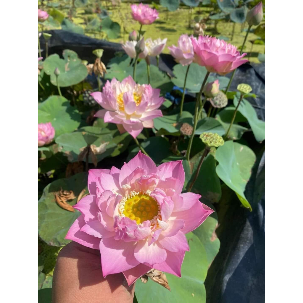 Củ Sen Thái Finger of Eos