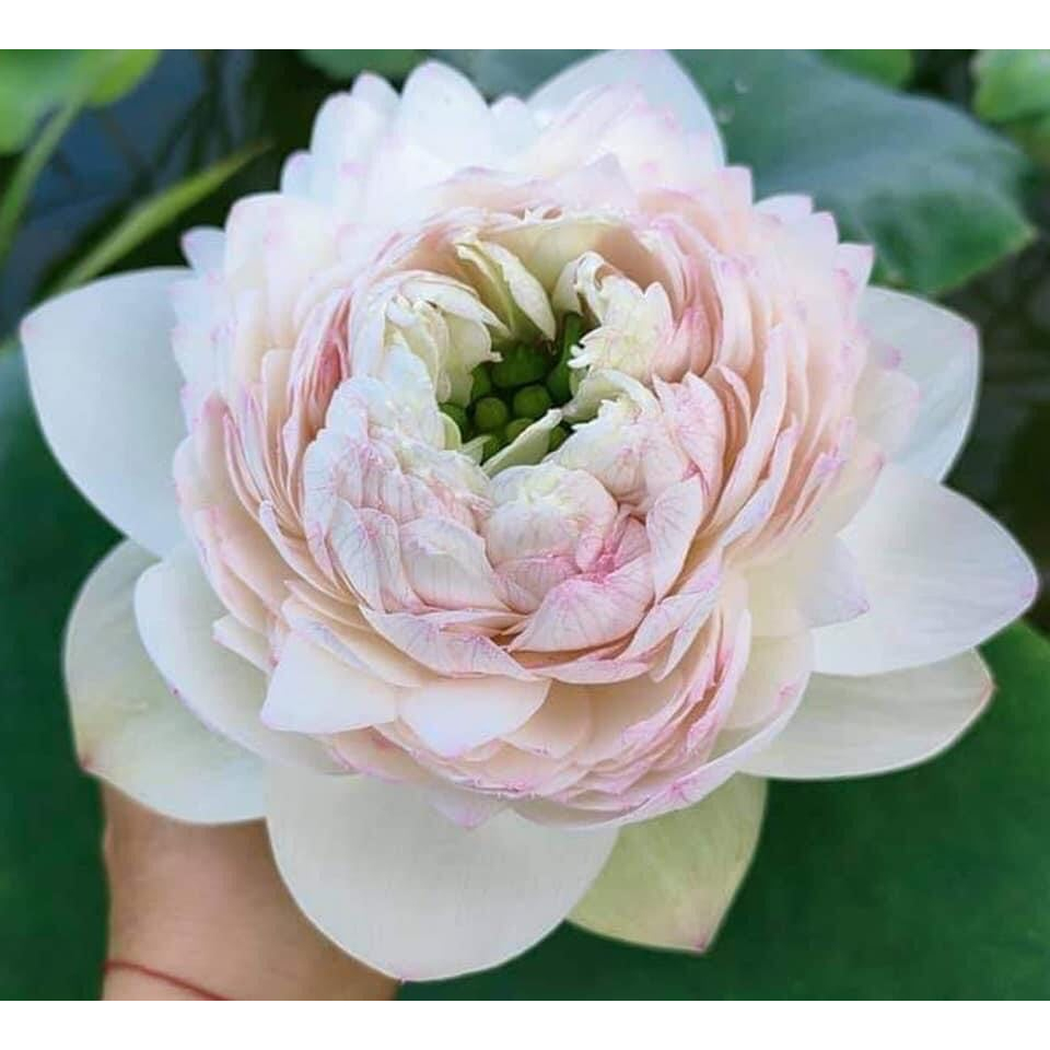 Củ Sen Thái _Pink Rose