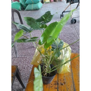 Cây trầu bà tỷ phú xanh