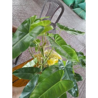 Cây giống trầu bà tỷ phú