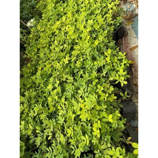 10 Bụi Cỏ Lạc Trồng Sân Vườn Chịu Nắng Dễ Trồng Dễ Chăm