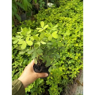 10 Bụi Cỏ Lạc Trồng Sân Vườn Chịu Nắng Dễ Trồng Dễ Chăm
