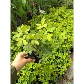 10 Bụi Cỏ Lạc Trồng Sân Vườn Chịu Nắng Dễ Trồng Dễ Chăm