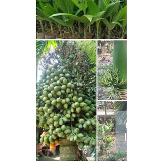 cau lùn chuẩn(CÂY GIỐNG NAM TÂY NGUYÊN)