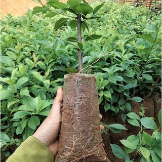 Cây Giống mận đen(CÂY GIỐNG NAM TÂY NGUYÊN)