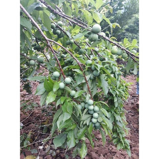 Cây Giống mận đen(CÂY GIỐNG NAM TÂY NGUYÊN)