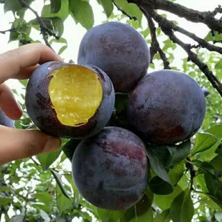 Cây Giống mận đen