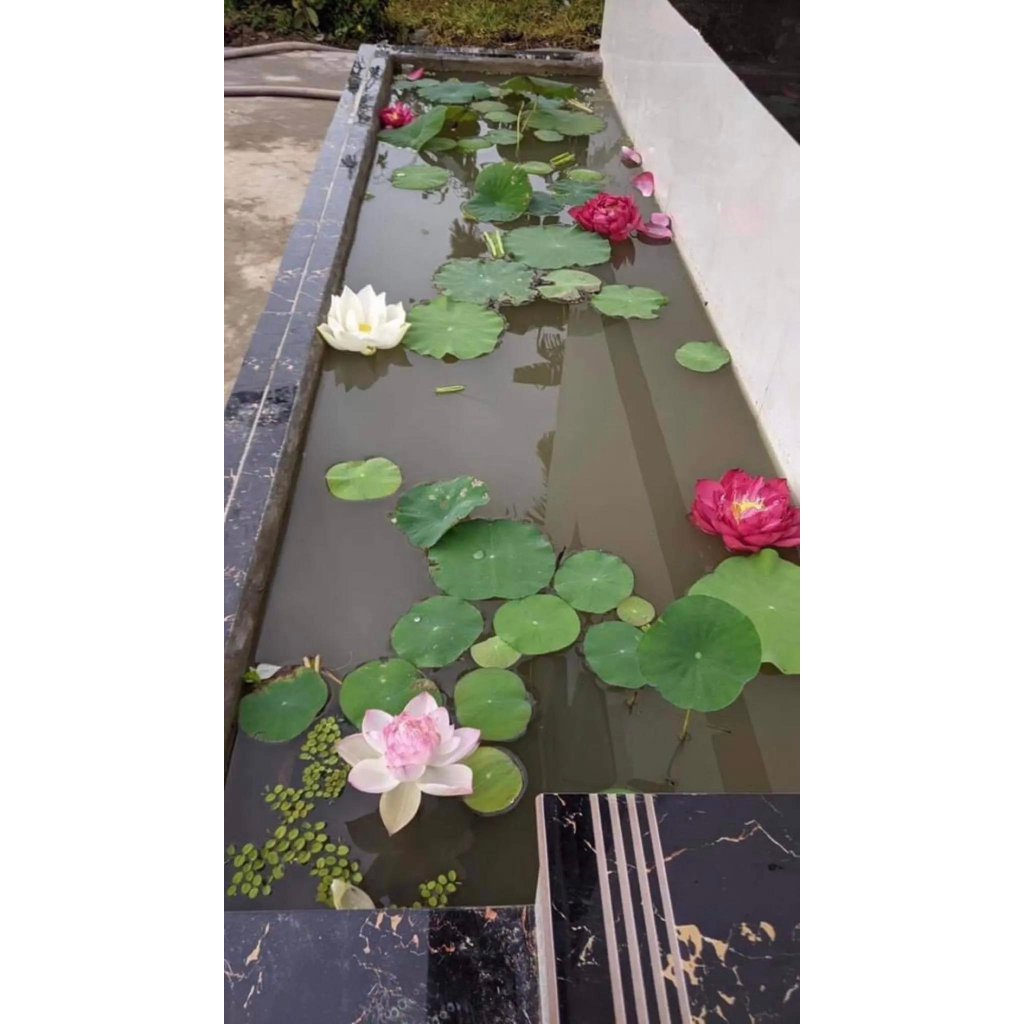 Củ Sen Thái _Pink Rose