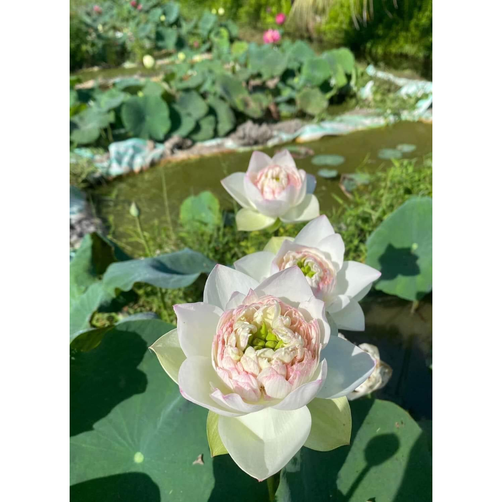 Củ Sen Thái _Pink Rose