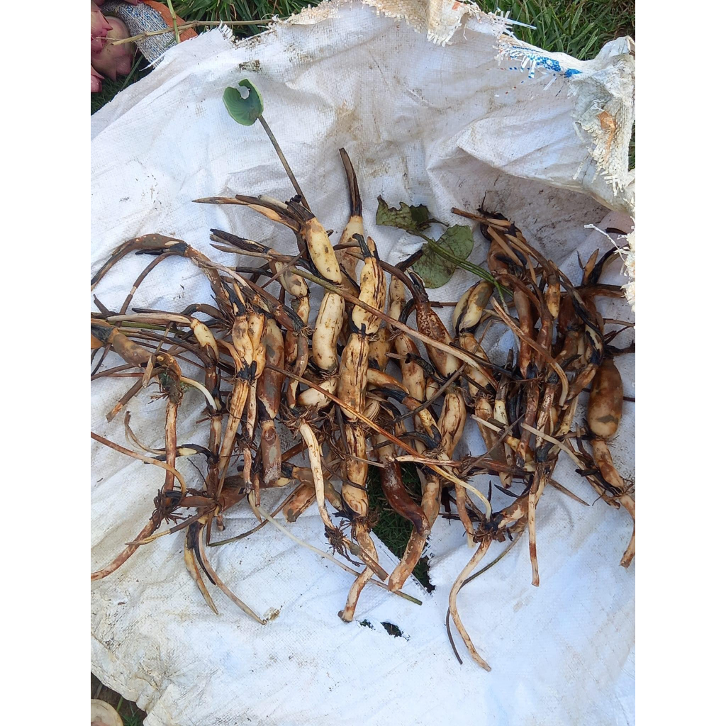 Củ Sen Thái _Pink Rose