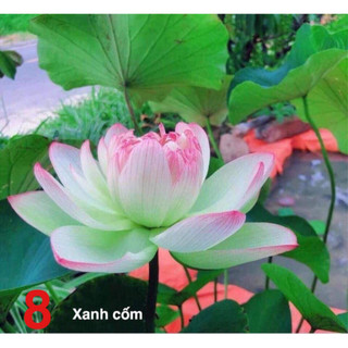 Củ sen thái xanh cốm