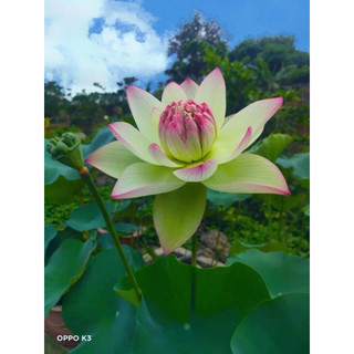 Củ Sen Thái giống _ Sen Xanh Cốm