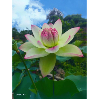 Củ Sen Thái giống _ Sen Xanh Cốm