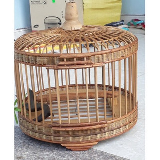 LỒNG CU GÁY BẮC GIANG