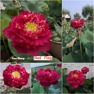 Củ sen thái red flag