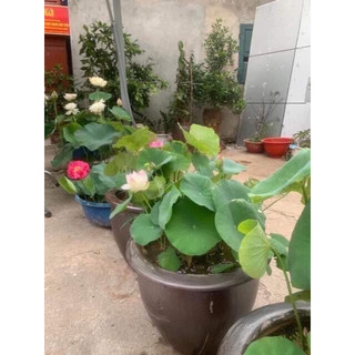 Củ Sen Thái giống_ Sen Red Flag
