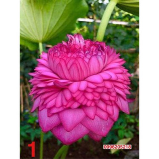 Sen ngàn cánh- s1000 củ giống