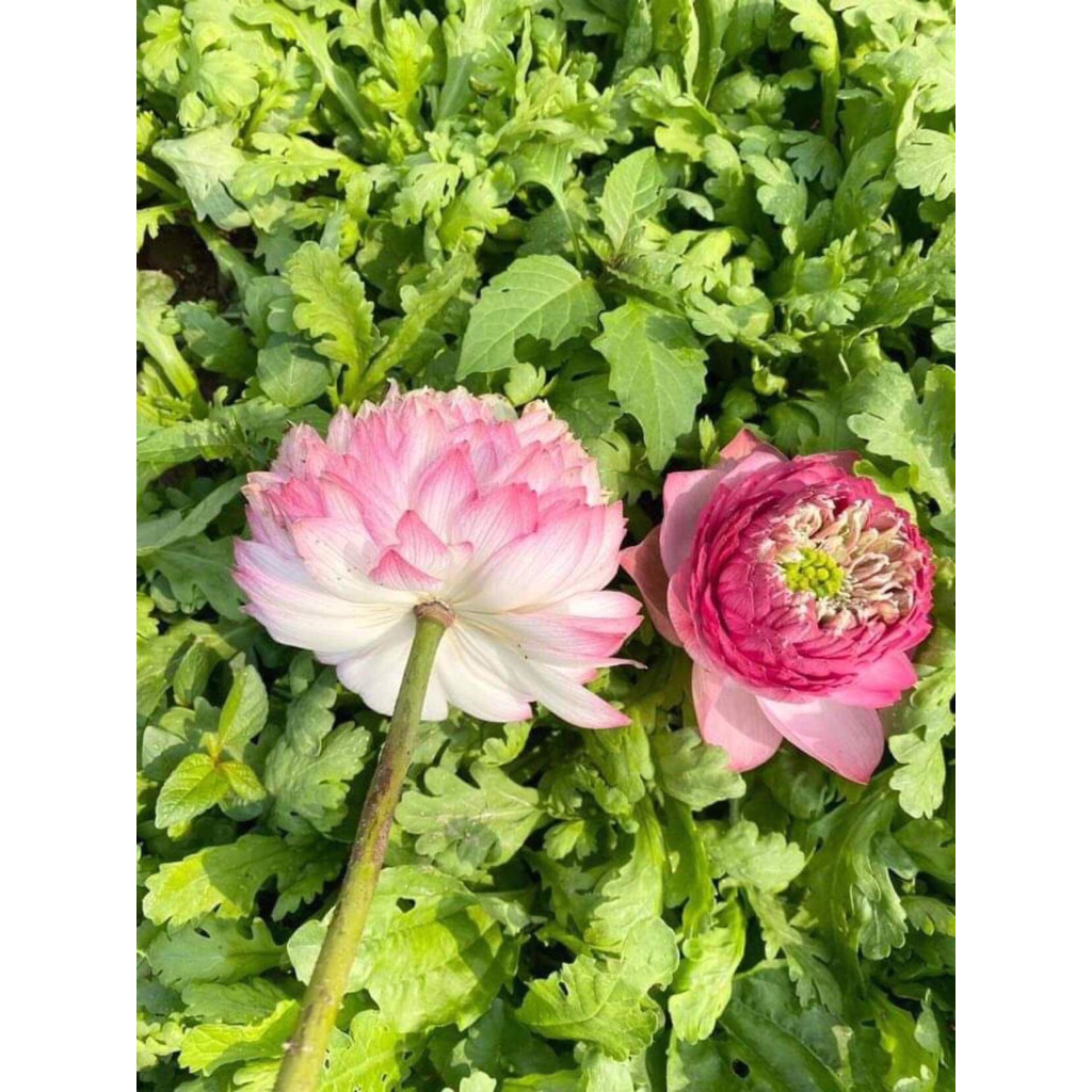 Củ Sen Thái_ Juwaba