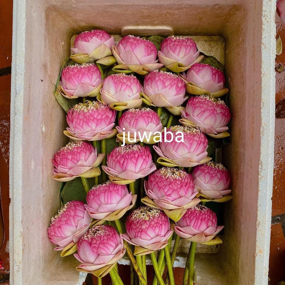 Củ Sen Thái_ Juwaba