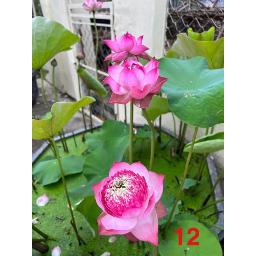 Củ Sen Thái_ Juwaba