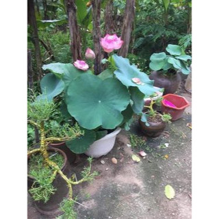 Củ Sen Thái Giống _ Sen Juwaba