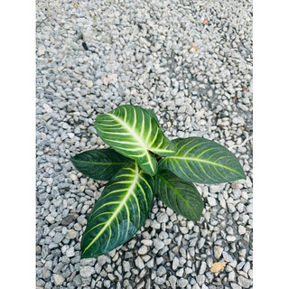 Cây môn Caladium Lindenii