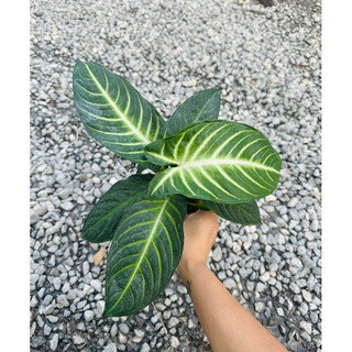 Cây môn Caladium Lindenii