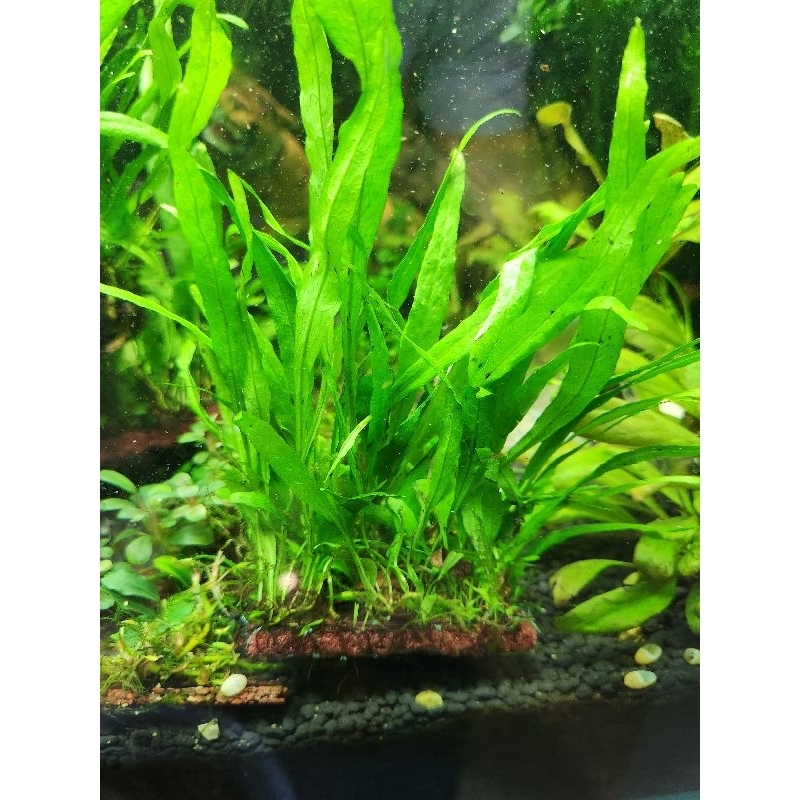 Dương xỉ mỹ nhân lá hẹp, bám sẵn giá thể xơ dừa