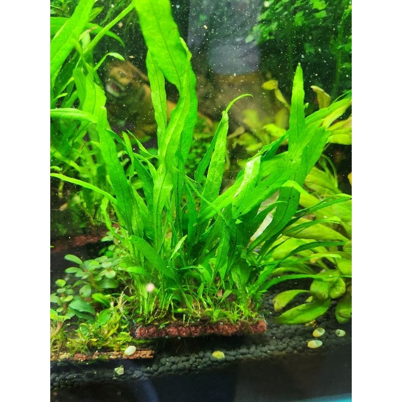 Dương xỉ mỹ nhân lá hẹp, bám sẵn giá thể xơ dừa