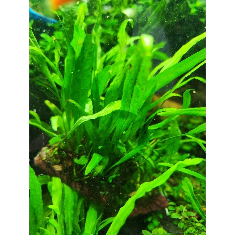 Dương xỉ mỹ nhân lá hẹp, bám sẵn giá thể xơ dừa