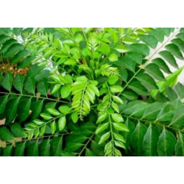 Chậu Cây cà ri cây đẹp(CÂY GIỐNG NAM TÂY NGUYÊN)