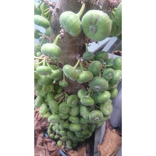 Cây giống vả siêu sớm