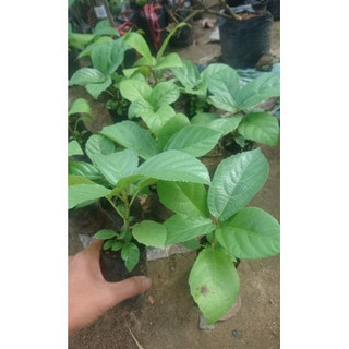cây giống vả siêu sớm(CÂY GIỐNG NAM TÂY NGUYÊN)