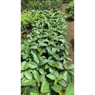 cây giống vả siêu sớm(CÂY GIỐNG NAM TÂY NGUYÊN)