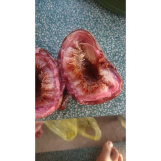 cây giống vả siêu sớm(CÂY GIỐNG NAM TÂY NGUYÊN)
