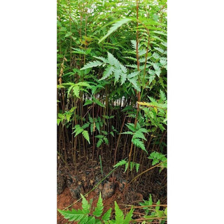 GIỐNG CÂY XOAN ĐÀO (CÂY GIỐNG NAM TÂY NGUYÊN)