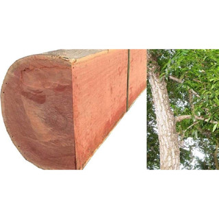 GIỐNG CÂY XOAN ĐÀO (CÂY GIỐNG NAM TÂY NGUYÊN)