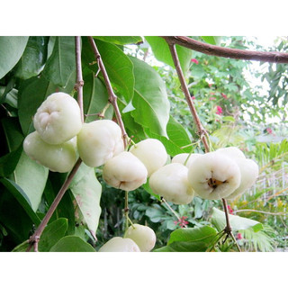 Cây giống Mận Trắng Sữa