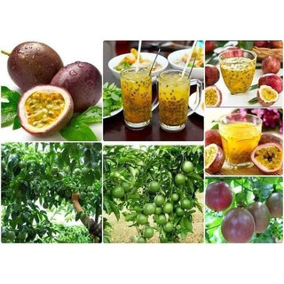Cây giống chanh dây tím