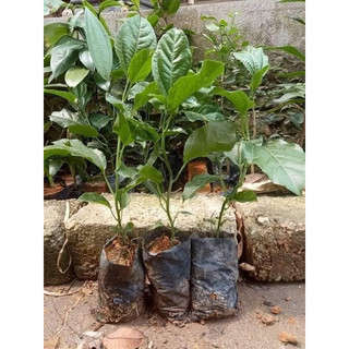 Cây giống chanh dây tím ( chanh leo tím )